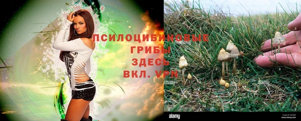 PSILOCYBIN Алексеевка